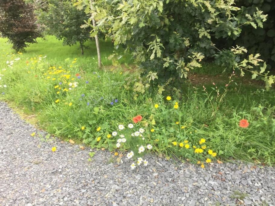 An Bothan-Cosy Cottage In The Cooley Mountains Dundalk Exterior photo